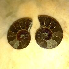 Mini  Phylloceras Paar Poliert