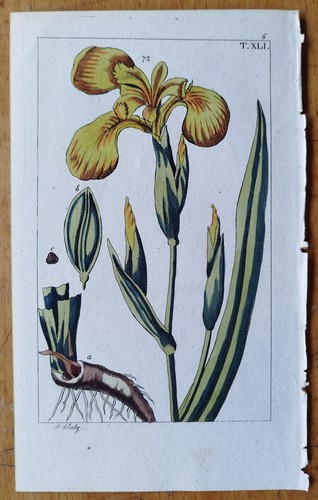 Gelbe lilie wilhelm - -,