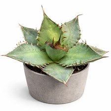 Agave oteroi (Otero-Agave) –