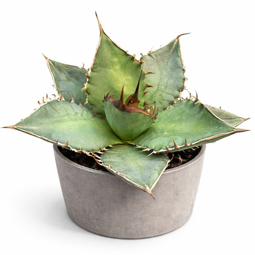 Agave oteroi - (otero-agave), –