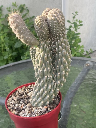 Kaktus cylindropuntia fulgida - cylindropuntia,