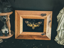 Acherontia Atropos Totenkopfschwärmer Schaukasten Entomologie Präparat Insekten