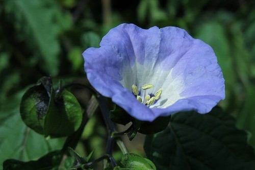 Blaue lampionblume nicandra - blaue, *nicandra