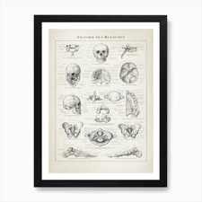 Vintage Brockhaus 3 Anatomie