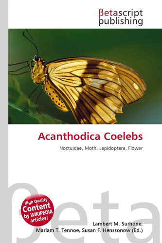Acanthodica coelebs noctuidae - coelebs,