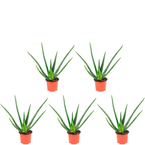 5er set echte - 5er-set, aloe