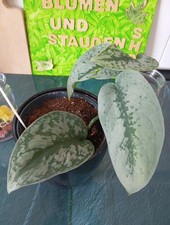 Scindapsus pictus Efeutute