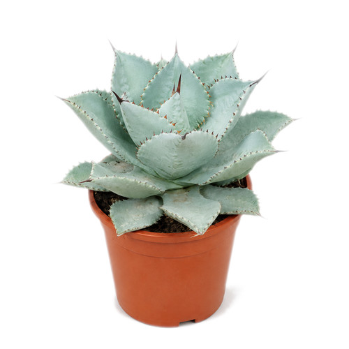 Agave dragon toes - dragon,