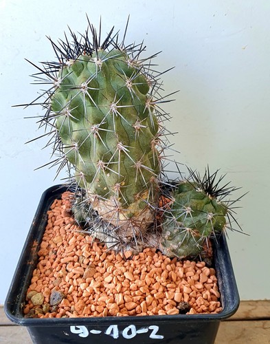 Alte köpfige copiapoa spec - copiapoa,