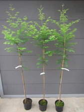 Metasequoia glyptostroboides - ,