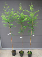 Metasequoia glyptostroboides - Urweltmammutbaum Pflanze 150-170cm Frost