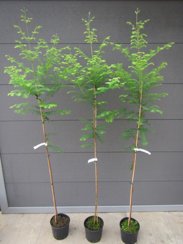 Metasequoia - 2x,