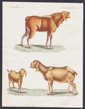 Ziege Ziegen Ägypten Egypt