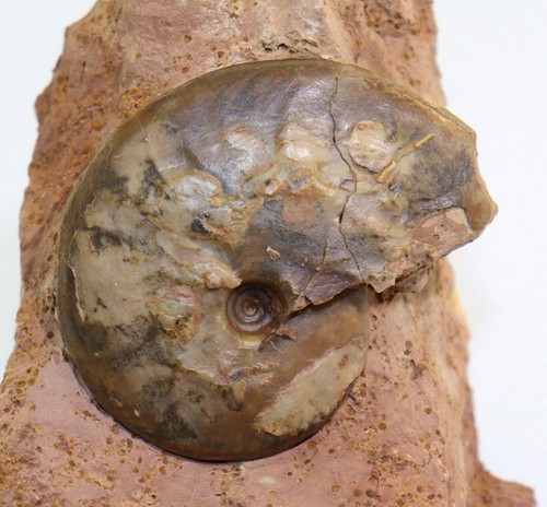 Ammonit oecotraustes sp - ammonit,,