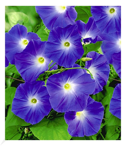 Trichterwinde blue hardy 1 - trichterwinde, hardy',