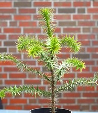 Chilenische schmucktanne - chilenische,