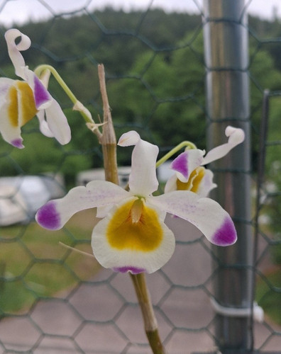Dendrobium crystallinum