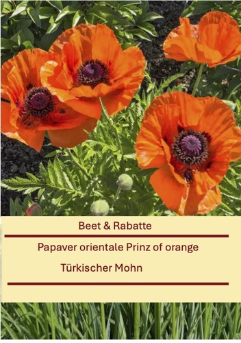 Papaver orientale prinz - orientale, of