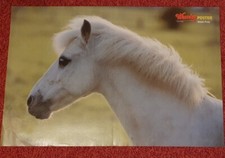 Poster Bild Pferdeposter Pferde Welsh Pony 