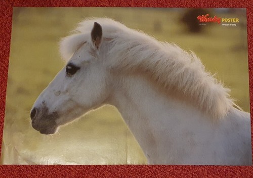 Poster bild pferdeposter - bild,