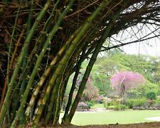 SAMEN Sämereien exotische Samen Bambusa Bambus Wintergarten Balkon Terrasse toll
