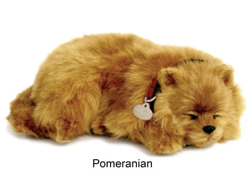 Pomeranian der atmende welpe - pomeranian,