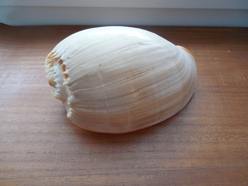 Riesen schnecke muschel - riesen,