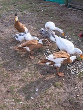 15 Stk. (keine Bruteier)