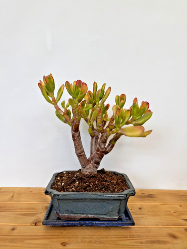 Zimmerbonsai bonsai crassula - zimmerbonsai,