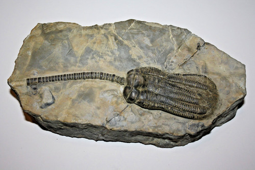 Crinoide encrinus - crinoide,,
