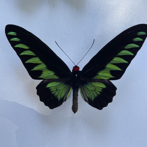Entomologie*Trogonoptera