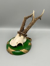 REH KIDS GEWEIH MONTIER AUF