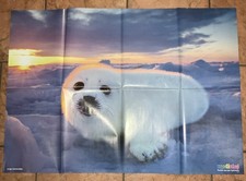 Medizini Poster, Junge Sattelrobbe, 1 / 2025