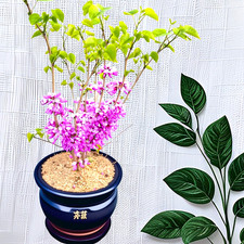 Chinesischer Herzbaum –