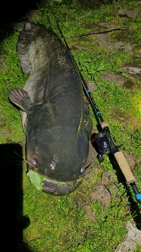 Loomis nrx jig worm - nrx+, &