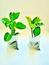 50 x Biologische Abbaubare Pflanztasche aus Vlies Pflanzbeutel Töpfe Garten L 3