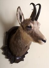 Schöner Gamskopf auf Trophäenbrett Chamois Taxidermy