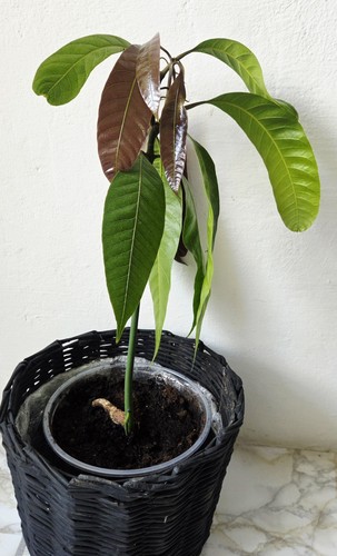 Mangobaum bäumchen cm - mangobaum, 30