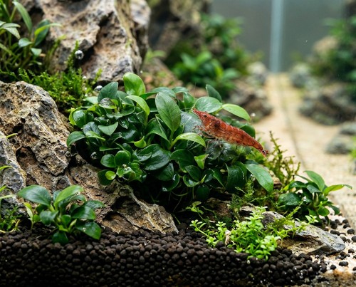 Anubias barteri nana - , super