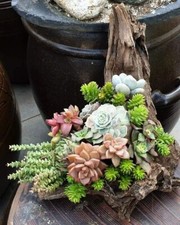 80001609 Dachwurz Sukkulenten