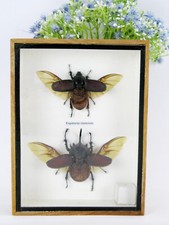 Eupatorus siamensis - 2 echte