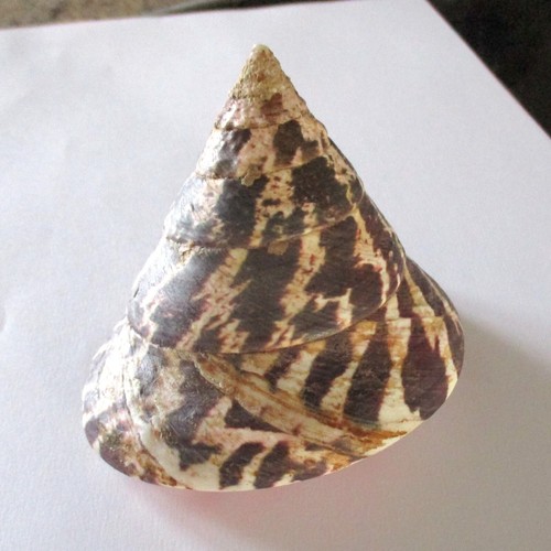 Rochia
