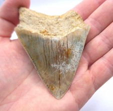 Schöner Megalodon Haizahn