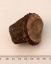 Geweihreste zum Basteln