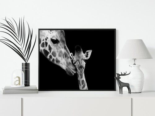 Giraffe druck bild - giraffe, foto