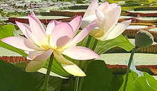 SAMEN Lotusblume für unseren