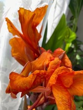 🌴  Canna  Durban