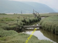 Foto 6x4 Salzwiesen, Kanalrohr und tote Bäume neben der Südwestküste c2015