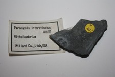 Trilobit Peronopsis
