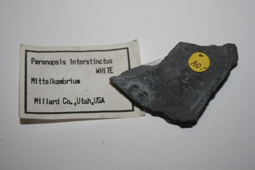 Trilobit peronopsis - trilobit,